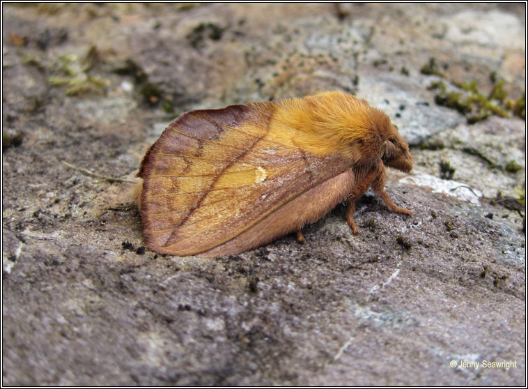 Drinker, Euthrix potatoria