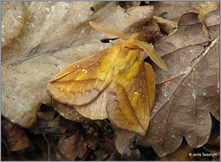 Drinker, Euthrix potatoria