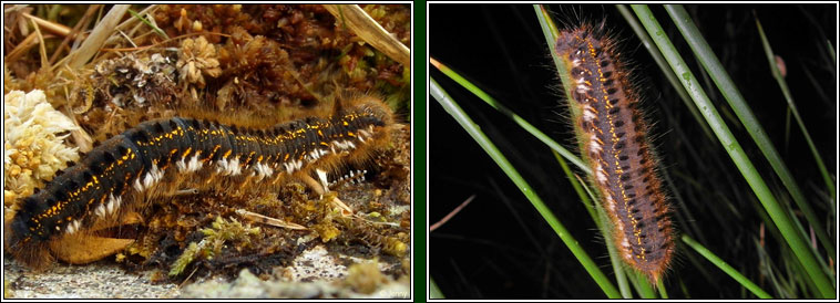 Drinker, Euthrix potatoria, caterpillar