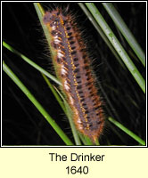 Drinker, Euthrix potatoria (caterpillar)