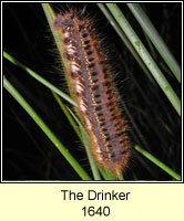 Moth and Butterfly Larvae