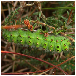 Emperor Moth, Saturnia pavonia