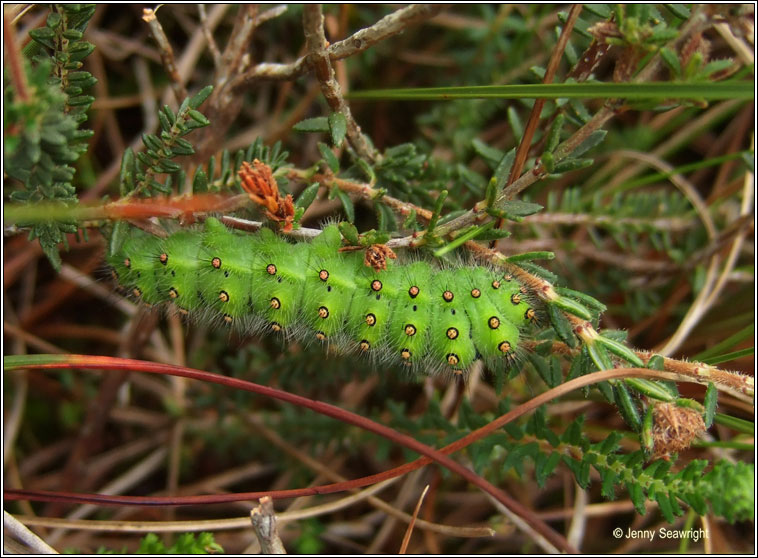 Emperor Moth, Saturnia pavonia (larvae)