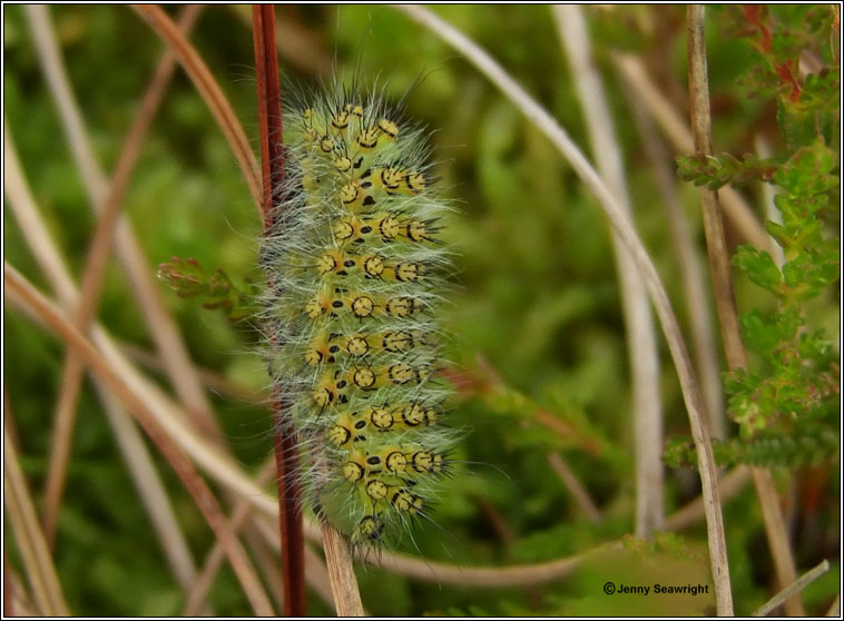 Emperor Moth, Saturnia pavonia (caterpillar)