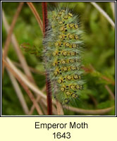 Emperor Moth, Saturnia pavonia (caterpillar)