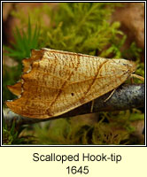 Scalloped Hook-tip, Falcaria lacertinaria
