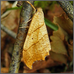 Scalloped Hook-tip, Falcaria lacertinaria