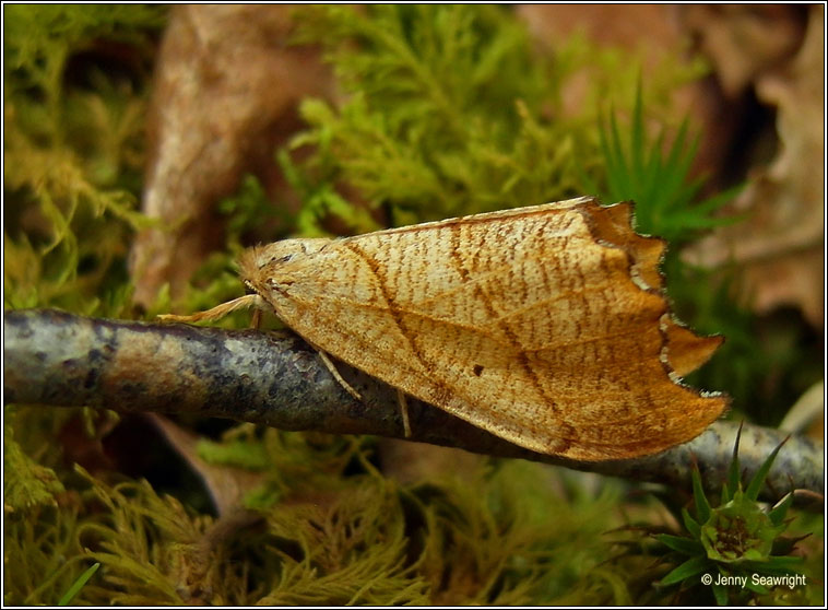 Scalloped Hook-tip, Falcaria lacertinaria