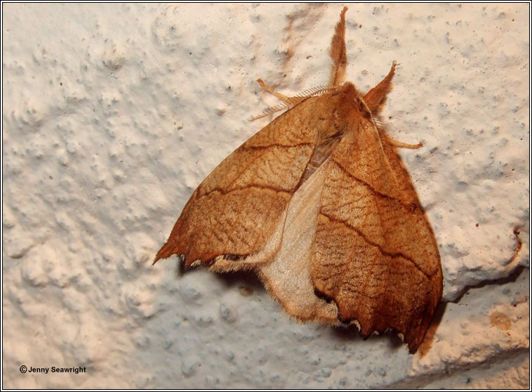 Scalloped Hook-tip, Falcaria lacertinaria