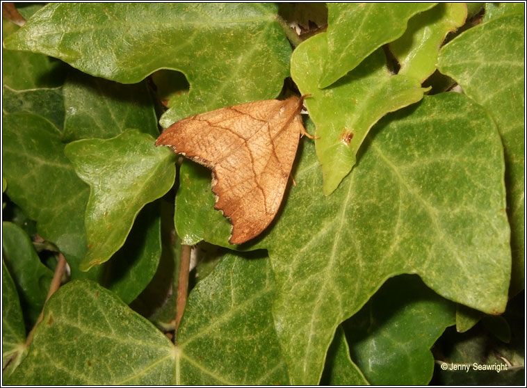 Scalloped Hook-tip, Falcaria lacertinaria