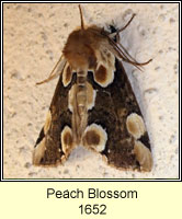 Peach Blossom, Thyatira batis