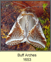 Buff Arches, Habrosyne pyritoides