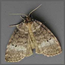 Common Lutestring, Ochropacha duplaris