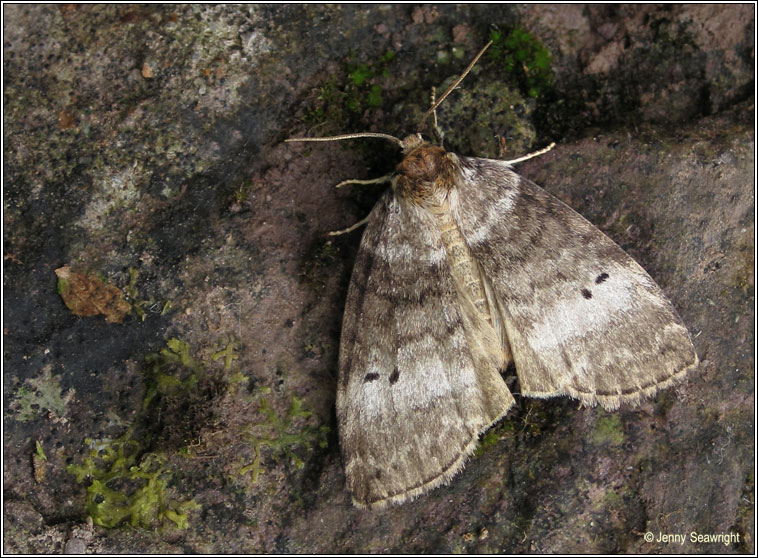 Common Lutestring, Ochropacha duplaris