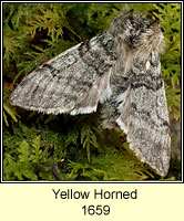 Yellow Horned, Achlya flavicornis