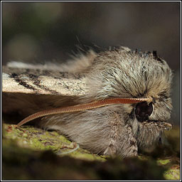 Yellow Horned, Achlya flavicornis