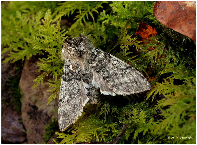 Yellow Horned, Achlya flavicornis