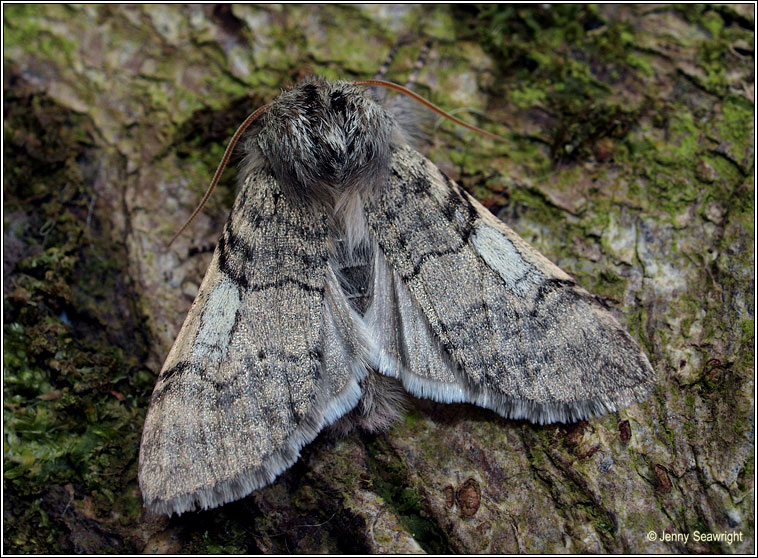 Yellow Horned, Achlya flavicornis