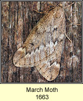 March Moth, Alsophila aescularia