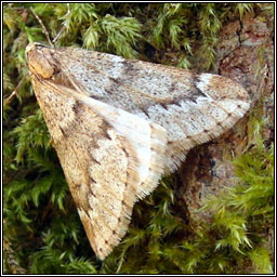 March Moth, Alsophila aescularia