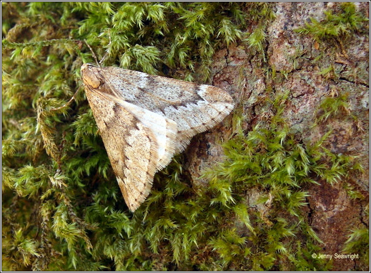 March Moth, Alsophila aescularia