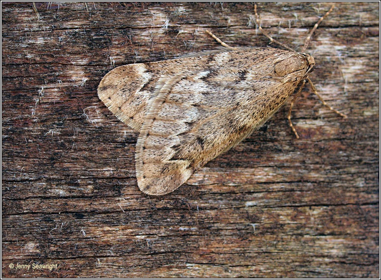 March Moth, Alsophila aescularia