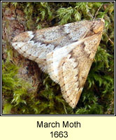 March Moth, Alsophila aescularia