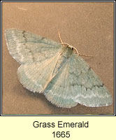 Grass Emerald, Pseudoterpna pruinata