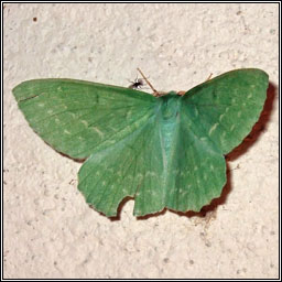 Large Emerald