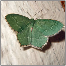 Common Emerald