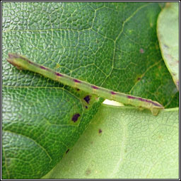 Little Emerald, Jodis lactearia