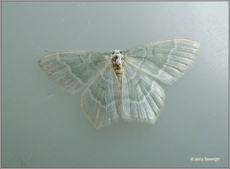 Little Emerald, Jodis lactearia