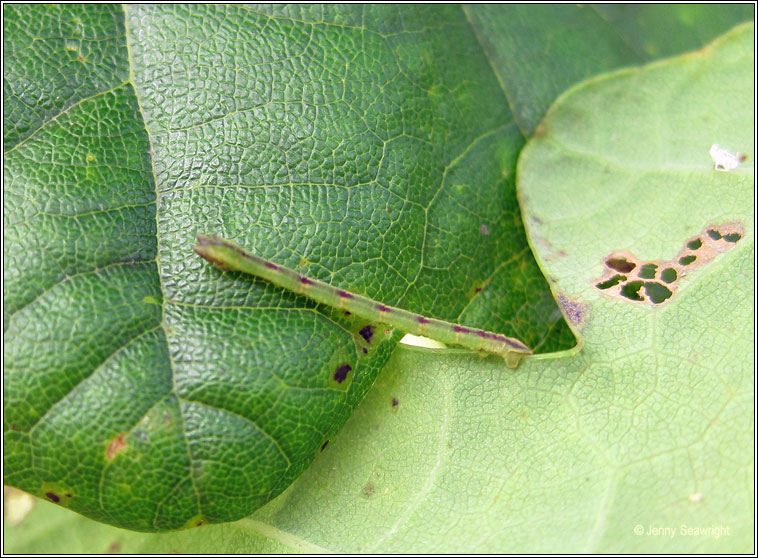 Little Emerald, Jodis lactearia (caterpillar)