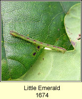 Little Emerald, Jodis lactearia (caterpillar)