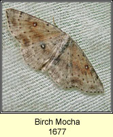 Birch Mocha, Cyclophora albipunctata