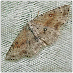 Birch Mocha, Cyclophora albipunctata