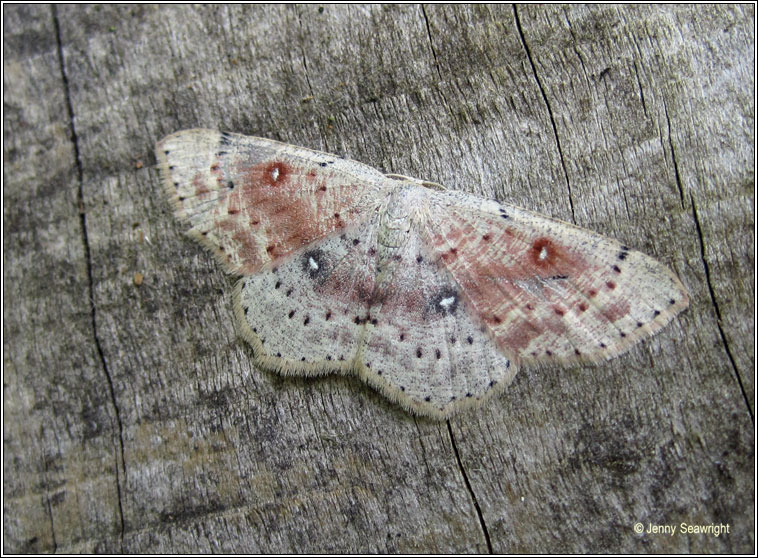 Birch Mocha, Cyclophora albipunctata