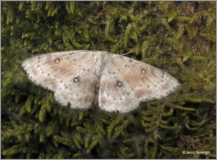 Birch Mocha, Cyclophora albipunctata