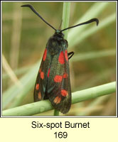 Six-spot Burnet, Zygaena filipendulae