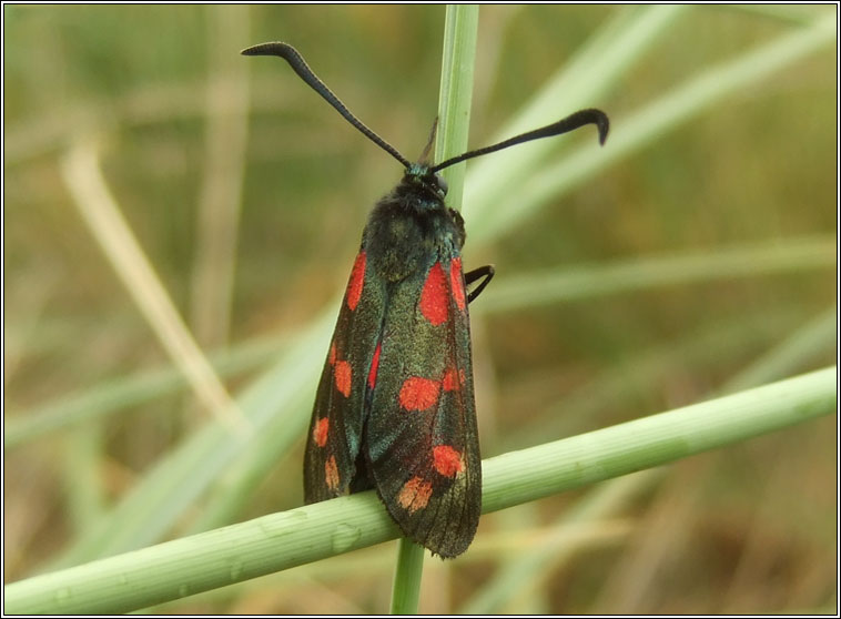 Six-spot Burnet, Zygaena filipendulae