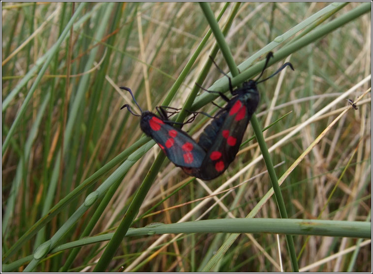 Six-spot Burnet, Zygaena filipendulae