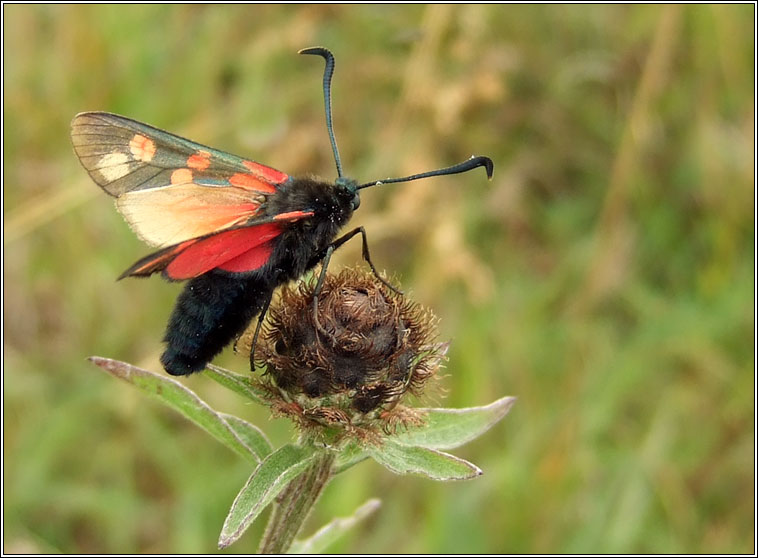 Six-spot Burnet, Zygaena filipendulae