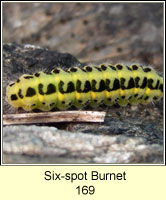 Six-spot Burnet, Zygaena filipendulae (caterpillar)