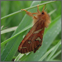 Gold Swift, Hepialus hecta