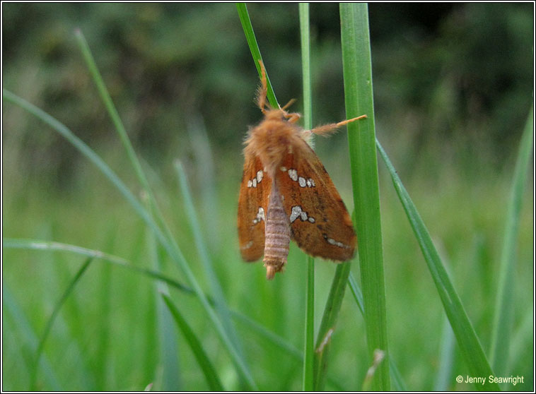 Gold Swift, Hepialus hecta