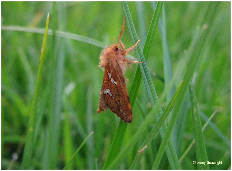 Gold Swift, Hepialus hecta