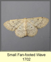 Small Fan-footed Wave, Idaea biselata