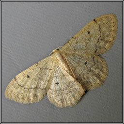 Small Fan-footed Wave, Idaea biselata