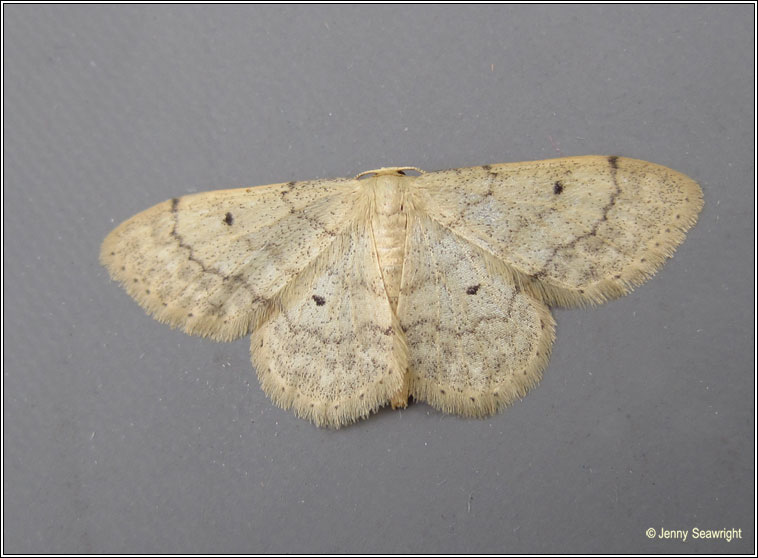 Small Fan-footed Wave, Idaea biselata