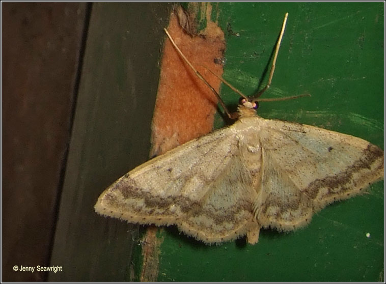 Small Fan-footed Wave, Idaea biselata